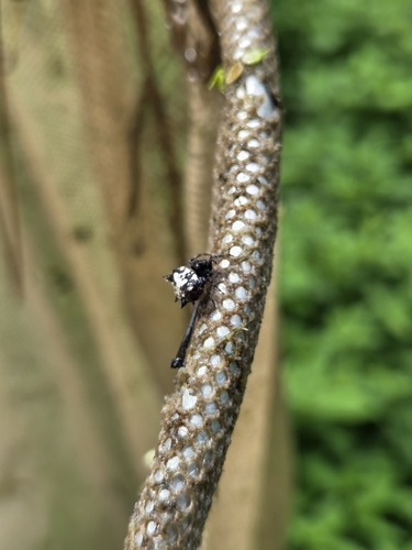 Black-and-white Spiny Spider
