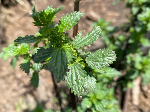 Urtica observed 2026-08-18