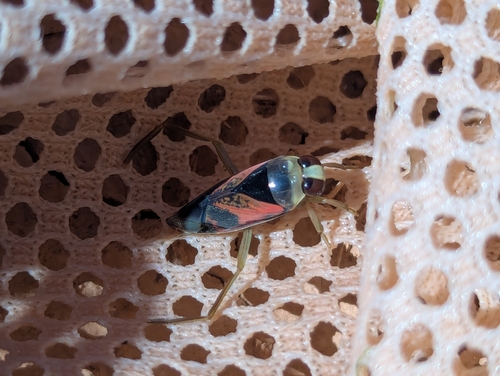 Kirby's Backswimmer photo 5