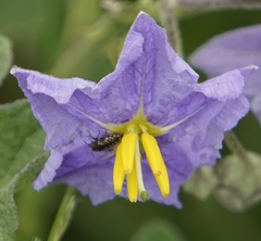Acmaeodera neglecta
