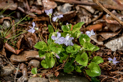 Viola sacchalinensis