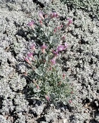 Astragalus calycosus calycosus
