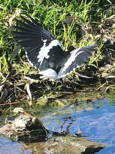 Magpie-lark