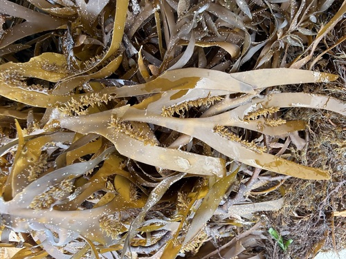 Seirococcus axillaris