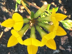 Lotus corniculatus