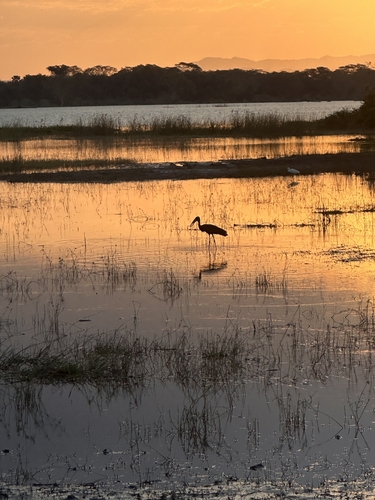 African Openbill