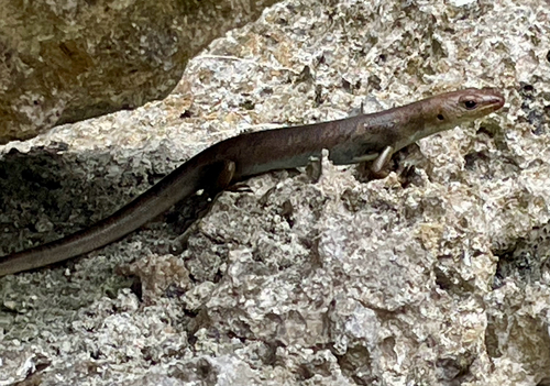 Günther's Emo Skink, Emoia lawesii