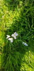 Cardamine pratensis