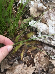 Trichophorum planifolium