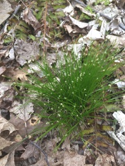 Trichophorum planifolium