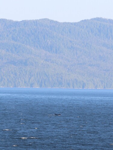 Humpback Whale