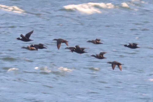 Surf Scoter
