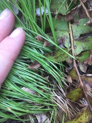 Trichophorum planifolium