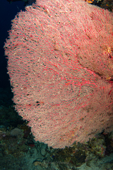 Melithaea