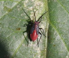 Lopidea nigridia