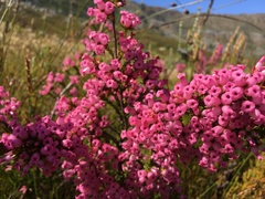 Erica walkeria