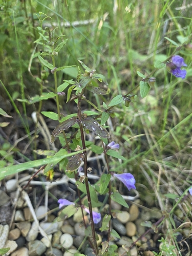 Marsh Skullcap