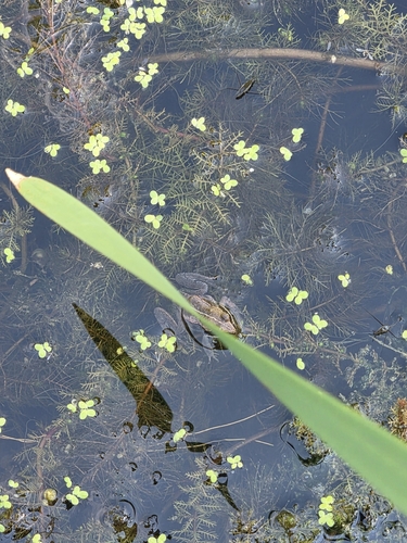 Wood Frog