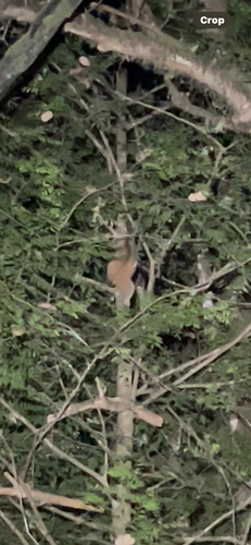 Philippine Slow Loris