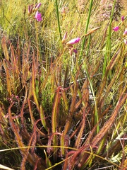 Drosera regia