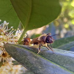 Andrena