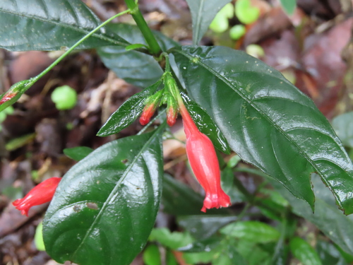 Ruellia angustiflora, photograph 6
