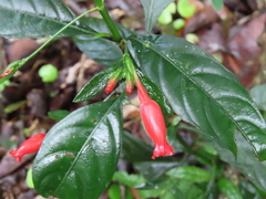 Ruellia angustiflora, photograph (c) Nicolas Olejnik, some rights reserved (CC BY)