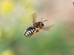 Rhodanthidium septemdentatum