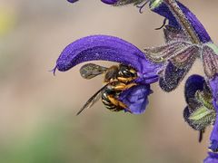 Rhodanthidium septemdentatum