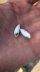 Brephulopsis cylindrica