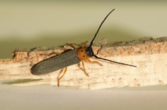 Oberea oculata