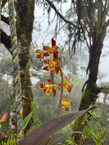 Oncidium luteopurpureum, photograph 3