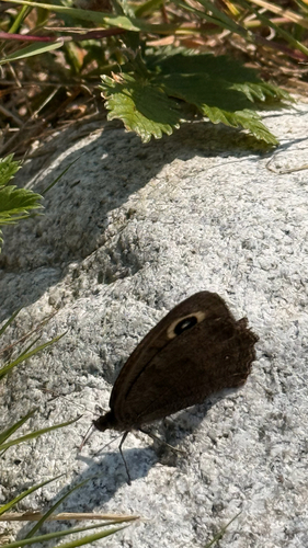 Common Wood-Nymph