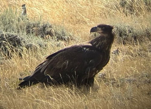 Bald Eagle