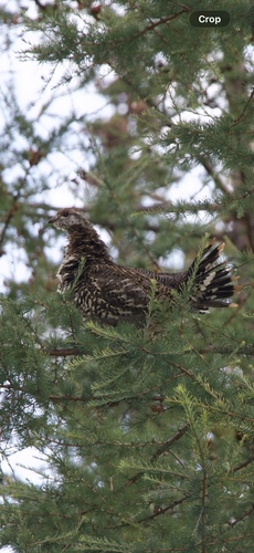Spruce Grouse