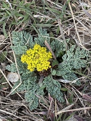 Cymopterus longipes