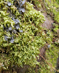 Homalia trichomanoides