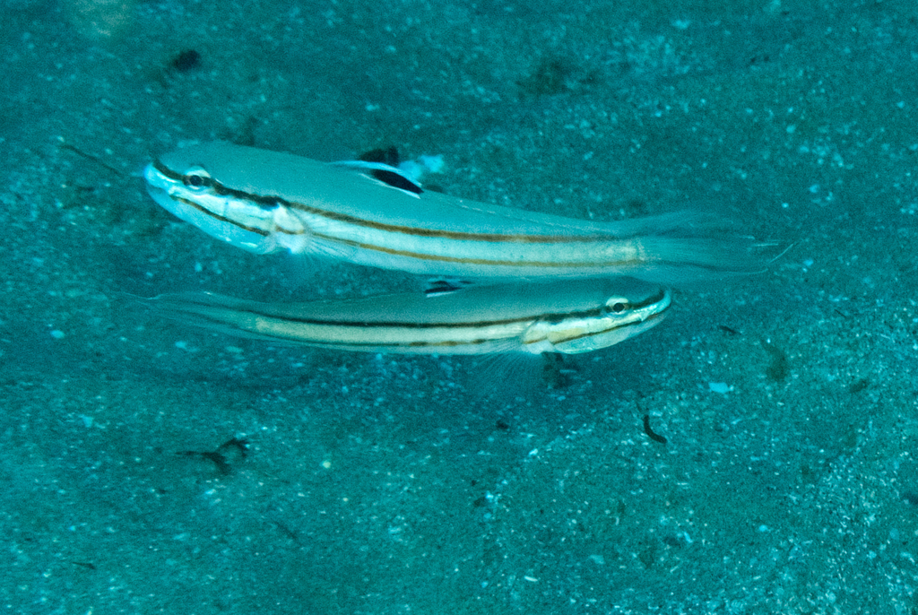 Twostripe goby