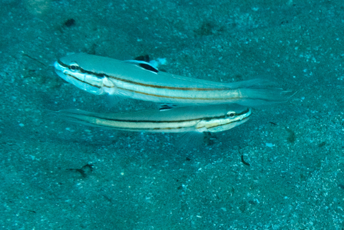 Valenciennea helsdingenii observed 2026-08-03