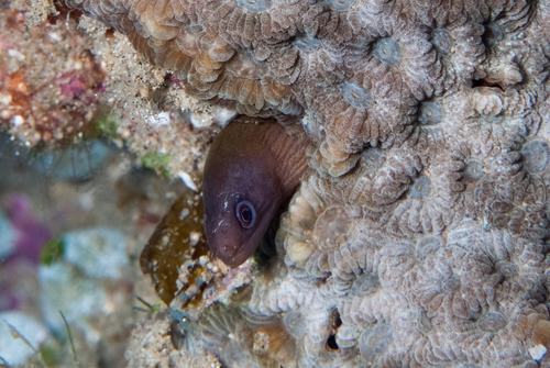 Gymnothorax buroensis observed 2026-08-03