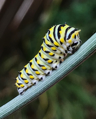 Papilio polyxenes