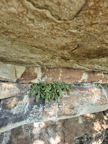 Asplenium montanum, photograph 2