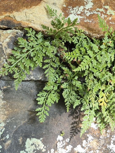Asplenium montanum, photograph 3