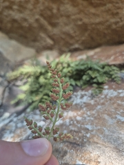 Asplenium montanum, photograph (c) Nina Grauley, some rights reserved (CC BY)