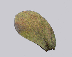 Homalia trichomanoides