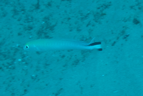 Malacanthus brevirostris observed 2026-08-03