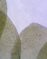 Homalia trichomanoides