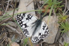 Melanargia occitanica