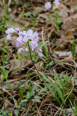 Cardamine trifida