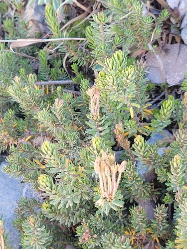 Phyllodoce glanduliflora, photograph 6